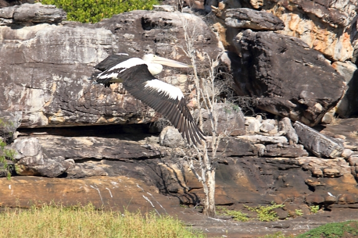 _800Mt Borradaile - Cooper Creek_5678_m_Pelican